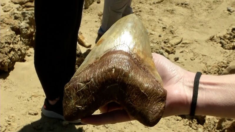 Paleontologové objevili v poušti Atacama obří zuby dávného žraločího predátora